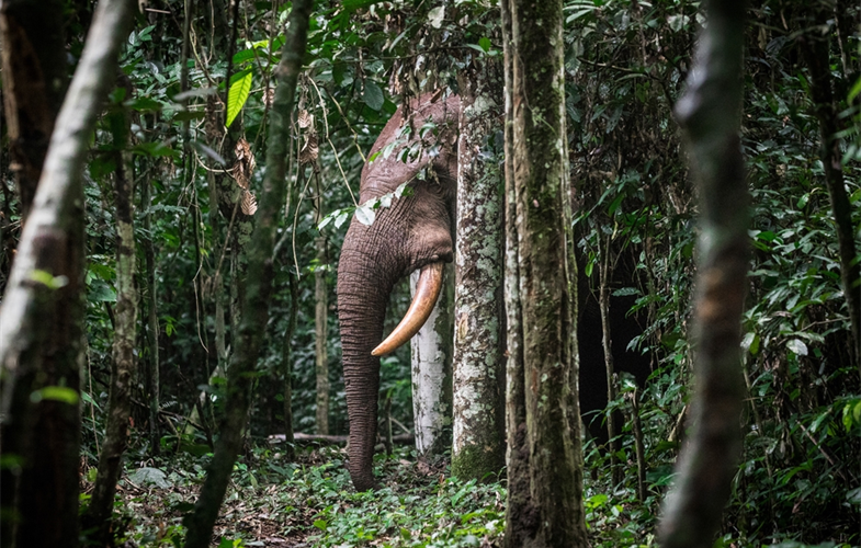 Forest elephant, Djeke Triangle © S. Ramsay/WCS